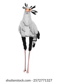 The secretary bird Sagittarius serpentarius. Wild birds of Africa. realistic vector animal