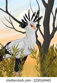The secretary bird stands in a dry African savanna. Wild birds of Africa. Realistic vector landscape