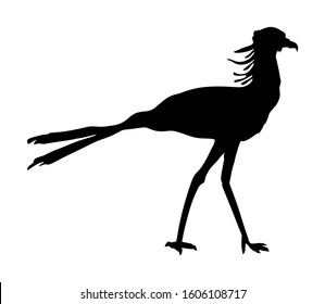 Secretary bird vector silhouette illustration isolated on white background.(Sagittarius Serpentarius).  Big African bird hunting in the Savannah.