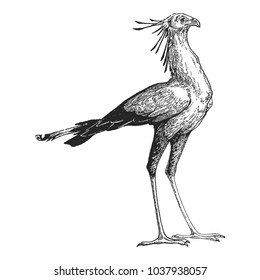 Secretary bird. Zoo. Hand drawn illustration for tattoo design, emblem, badge, t-shirt print. Engraving of wild animal. Classic vintage style image.