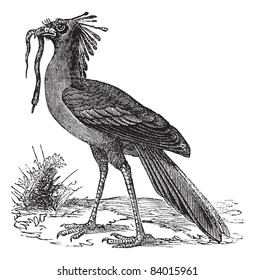 Secretarybird or Sagittarius serpentarius or Secretary Bird, vintage engraving. Old engraved illustration of Secretarybird with captured prey in the mouth. Trousset encyclopedia (1886 - 1891).