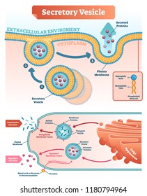 Secretory vesicle vector illustration. Labeled closeup infographic scheme with constitutive and regulated secretion. Diagram with golgi apparatus and secreted proteins.