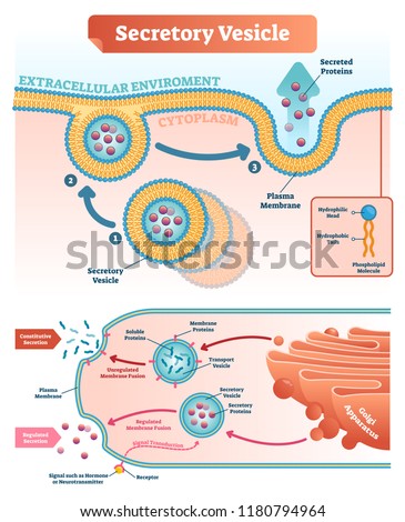 Secretory vesicle vector illustration. Labeled closeup infographic scheme with constitutive and regulated secretion. Diagram with golgi apparatus and secreted proteins. Stock photo © 