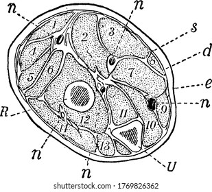 A section across the forearm a short distance below the elbow-joint. R and U, two supporting bones, the radius and ulna; e, the epidermis; and other, vintage line drawing or engraving illustration.