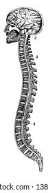 A section of the brain and spinal column, vintage line drawing or engraving illustration.