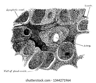 Section of Dog Thyroid Gland which is usually bilobed and located just caudal to the larynx vintage line drawing or engraving illustration.