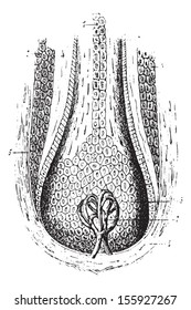 Section of a hair follicle, vintage engraved illustration. Usual Medicine Dictionary by Dr Labarthe - 1885.