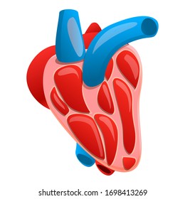 Section human heart icon. Cartoon of section human heart vector icon for web design isolated on white background