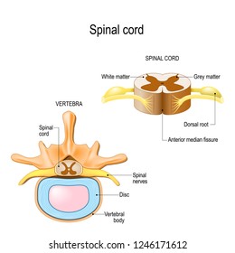 section of the human vertebral column and cross-section of spinal cord. Central nervous system. Vector illustration for medical, biological, and educational use