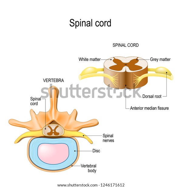 ヒトの脊柱の断面と脊髄の断面 中枢神経系 医療 生物 教育用のベクターイラスト のベクター画像素材 ロイヤリティフリー