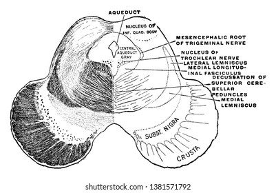 Section of the midbrain through the level of the inferior quadrigeminal body, vintage line drawing or engraving illustration.