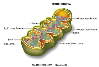 Section of mitochondria - vector illustration.