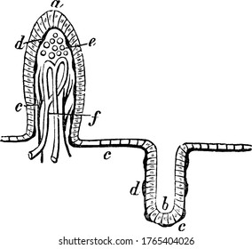 Sección de membrana mucosa del intestino delgado, con sus partes etiquetadas, dibujo de línea vintage o ilustración grabadora.