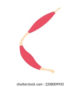 Section of muscle. Muscle flat symbol. Collection of muscle and anatomy stock symbol for web.