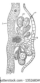 Der Abschnitt eines Nephrolepis zeigt die verschiedenen Teile dieser Pflanze. Teil b mesophyll, so indusium, sp wir sehen sporangium, st zeigt seinen Stiel, r annulus, vintage