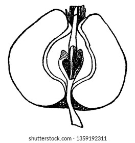 La sección de una pomada que es una fruta conocida de la manzana, la pera y el membrillo. Proviene de un pistilo compuesto con un tubo de calix coherente, dibujo de línea vintage o ilustración de grabado.