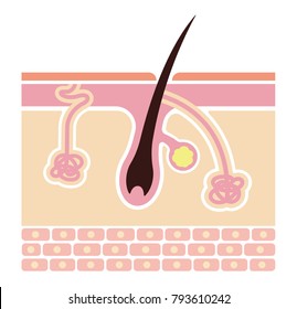 Section of the skin and sweat glands. vector illustration (No text). 