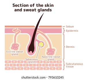 Section of the skin and sweat glands. vector illustration (English).