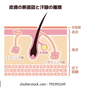 Section of the skin and sweat glands. vector illustration (Japanese). Eccrine sweat gland,apocrine sweat gland,Sebaceous gland,Sebum,Epidermis,Dermis.