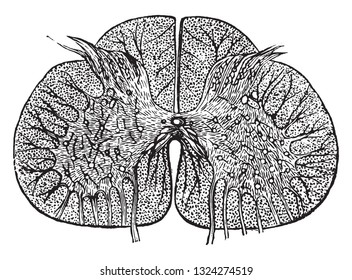 Section of the Spinal Cord of Man, vintage engraved illustration. From Zoology Elements from Paul Gervais.
