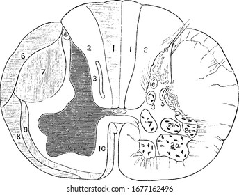 Section of a spinal cord, one half of which shows the tracts of the white matter, and the other half (right) shows the position of the nerve cells, vintage line drawing or engraving illustration.