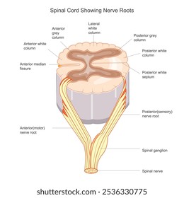 Sección de la médula espinal que muestra las raíces nerviosas. La médula espinal es una estructura tubular larga en la columna vertebral que conecta el cerebro con el cuerpo, transmitiendo señales y reflejos.