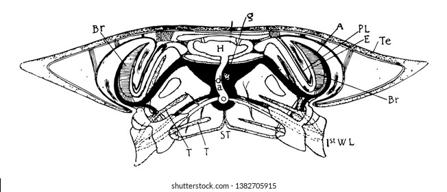 Section through cephalothorax of a crab Heart and extension of the tergum, vintage line drawing or engraving illustration.