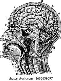 Section through the Head and Neck on the Median Line, vintage line drawing or engraving illustration.