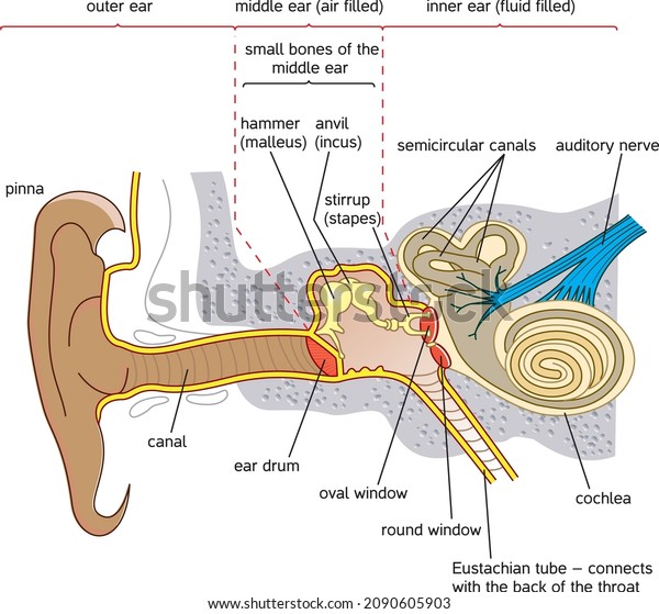 Section Through Human Ear Note That Stock Vector (Royalty Free ...