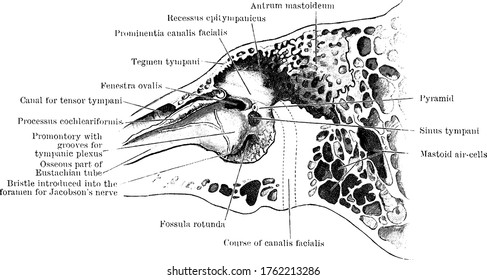 The section through the left temporal bone, showing inner wall of tympanic cavity, with its parts labeled, vintage line drawing or engraving illustration.