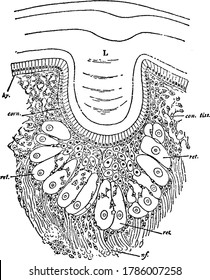 Section through one of the central eyes of a young Limulus. 'L', Cuticular or corneous lens; 'hy', Epidermic cell-layer; 'ret', Retinula cells; 'nf', Nerve fibres and 'con.tiss', Connective tissue,