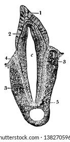 Section Through A Premolar Tooth Of A Cat Still Embedded In Its Socket, Vintage Line Drawing Or Engraving Illustration.