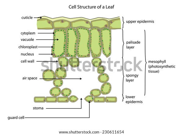 細胞構造を示す典型的な葉の断面 のベクター画像素材 ロイヤリティフリー