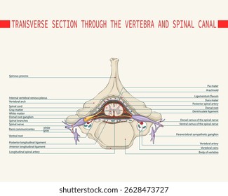 Section through the vertebra and spinal canal. Spinal cord. 