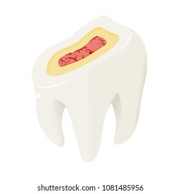 Section of tooth icon. Isometric of section of tooth vector icon for web design isolated on white background