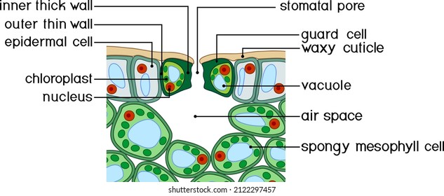 Section view of stomate and plant leaf structure. Cross-section through a leaf