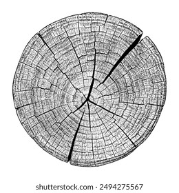 Сross section of wood texture. Tree rings. Cut slice of wooden print isolated on white. Textured surface with rings and cracks. Background made of hardwood from the forest. Vector EPS 10.	