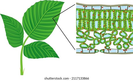 Sectional diagram of plant leaf microscopic structure. Cross-section through a leaf