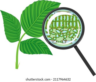 Diagrama de sección de la estructura microscópica de la hoja vegetal bajo lupa aislada sobre fondo blanco