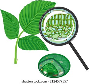 Sectional diagram of plant leaf microscopic structure under magnifying glass and chloroplast isolated on white background
