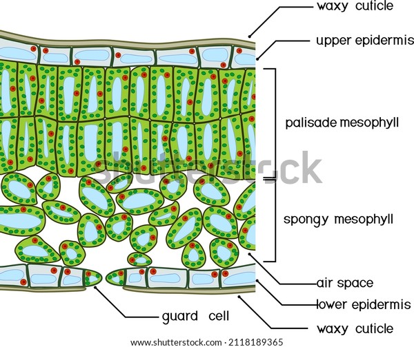 Sectional diagram of plant leaf structure.\
Cross-section through a\
leaf