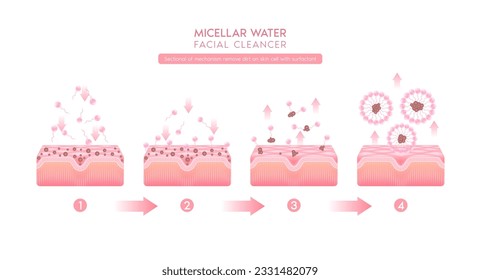 Sectional of mechanism remove dirt on skin cell with surfactant. Remove makeup with micellar. Cosmetics solution facial care pore cleaning with micellar water drop. Face cleanser pure healthy. Vector.