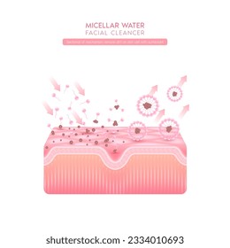 Sectional of mechanism remove dirt on skin cell with surfactant. Remove makeup with micellar. Cosmetics solution facial care pore cleaning with micellar water drop. Face cleanser pure healthy. Vector.