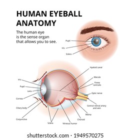 estructura seccional del globo ocular humano, diagrama médico detallado, imagen de localización en el cuerpo humano