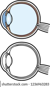 Sectional view of eye