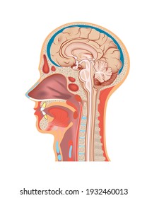 Sectional view of the human head. Sagittal cut. Longitudinal section of the brain and skull. Human anatomy. Medical poster. Vector illustration.