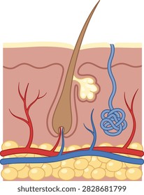 Sectional view of human skin layers and structure with cross section medical illustration integumentary system medical chart anatomy chart internal structure biology lesson body layer follicle