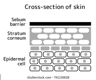 Sectional view illustration of the skin. With text. 