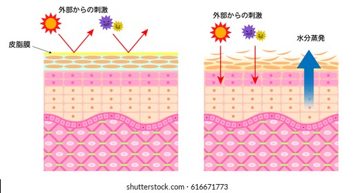 肌 断面図 コラーゲン の画像 写真素材 ベクター画像 Shutterstock