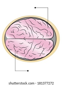 sections of human brain